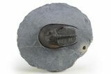 Detailed Scotoharpes Trilobite - Boudib, Morocco #312730-3